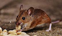 24 Hour & Emergency Exterminators in Eastlake, OH